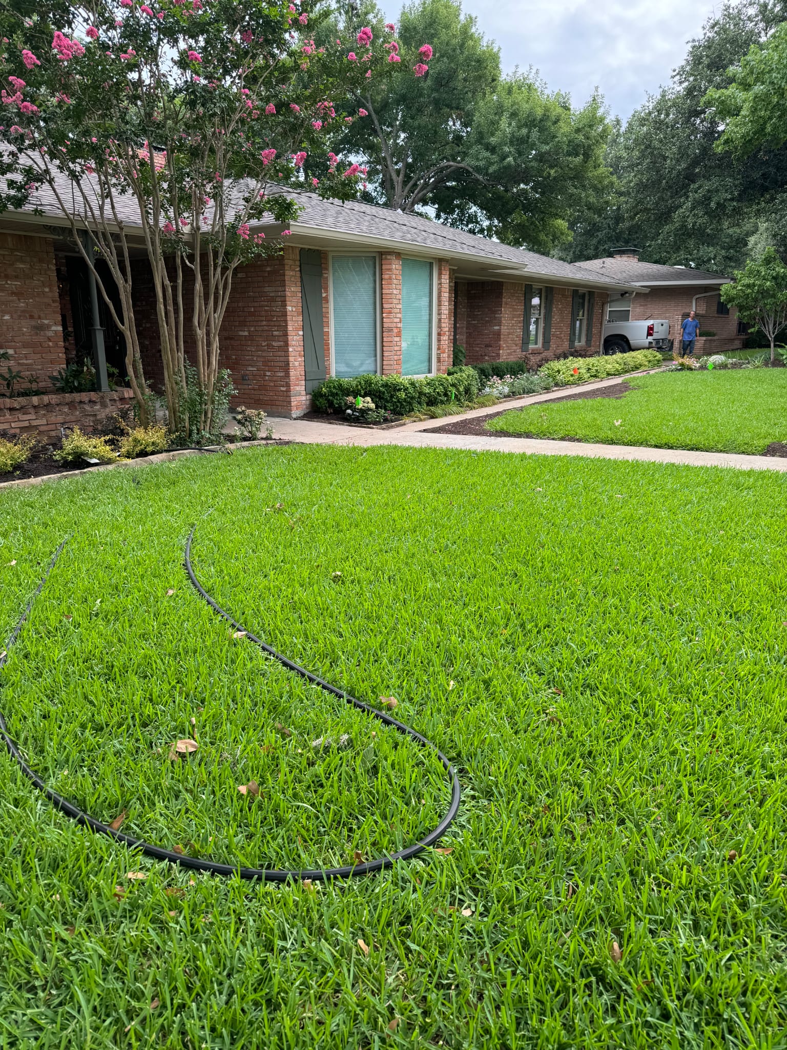 Lush green lawn with crape myrtles - Plano TX